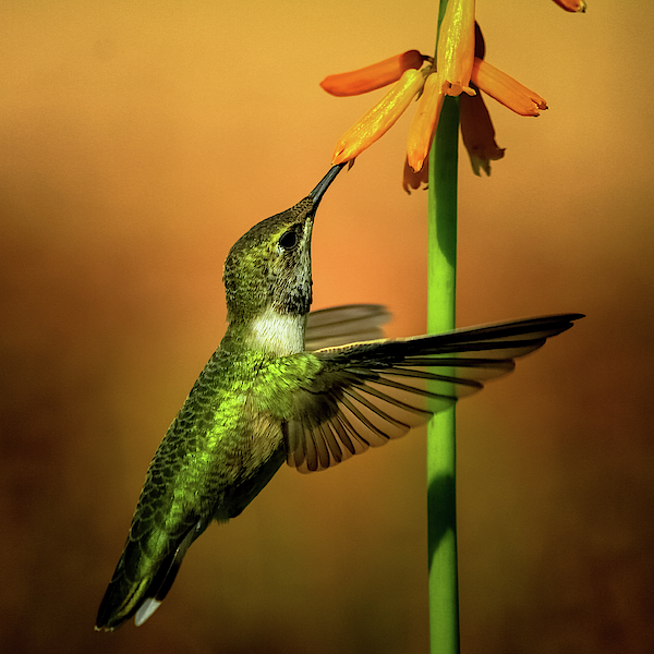 Nectar by Paul Marto Nectar by Paul Marto